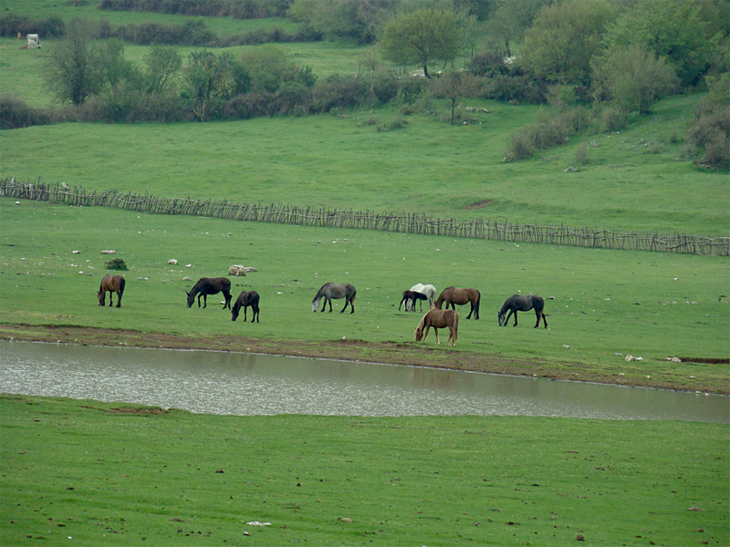 Animali al pascolo